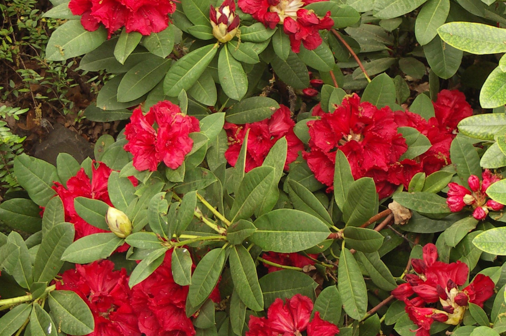 Rot blühender Oleander-Strauch - CranaSprizz